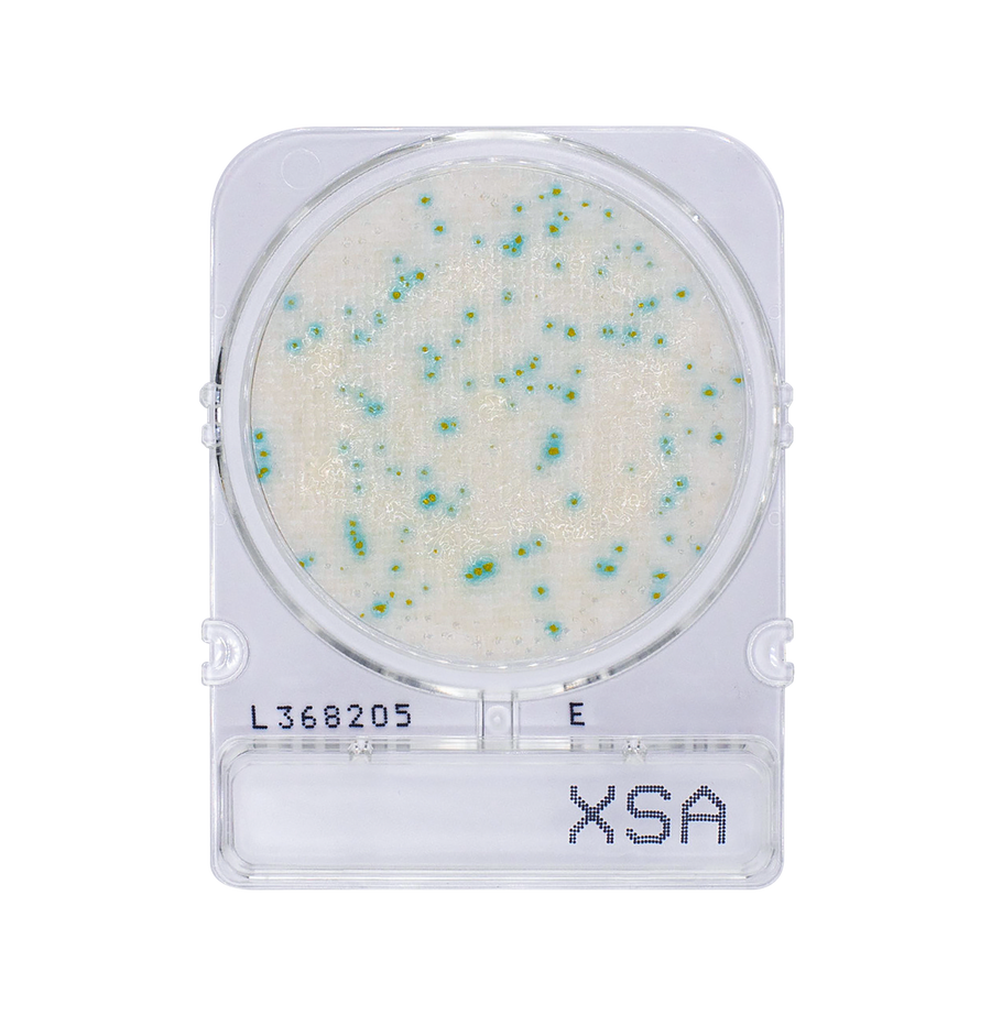 BOGO Compact Dry X-SA