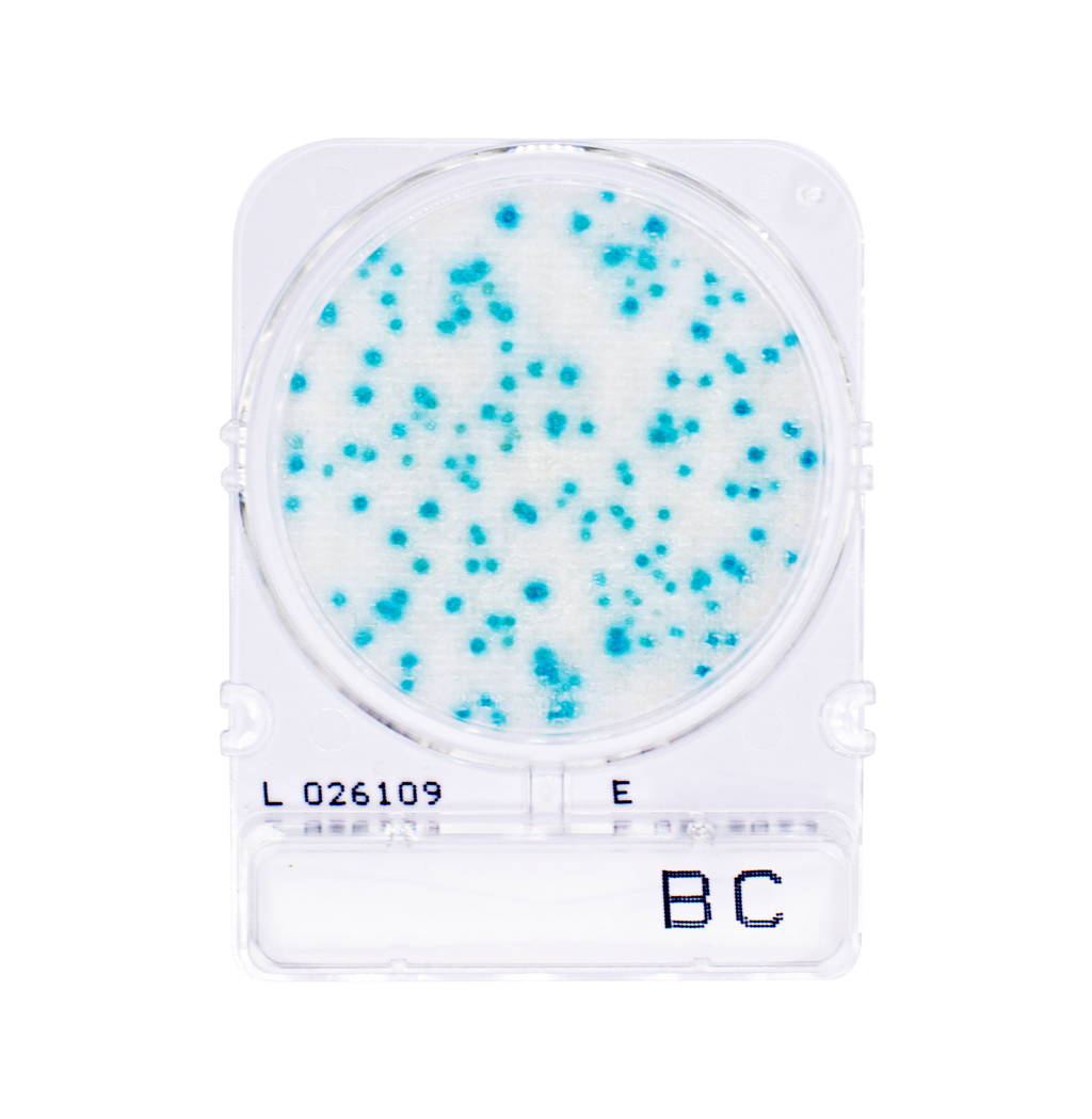 Compact Dry BC | Bacillus cereus
