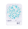 Compact Dry BC | Bacillus cereus