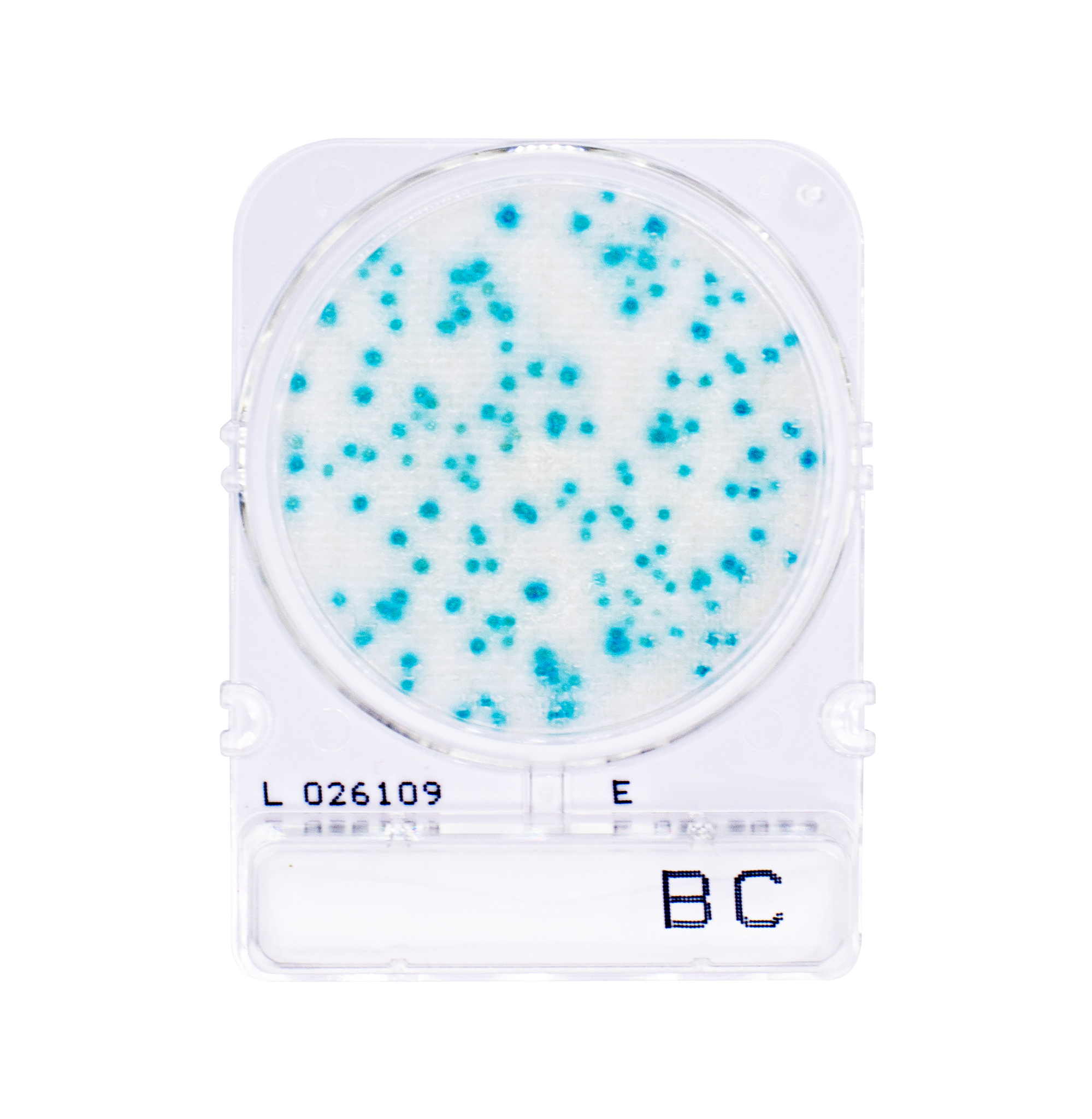 Compact Dry BC | Bacillus cereus