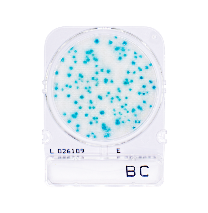 Compact Dry BC | Bacillus cereus