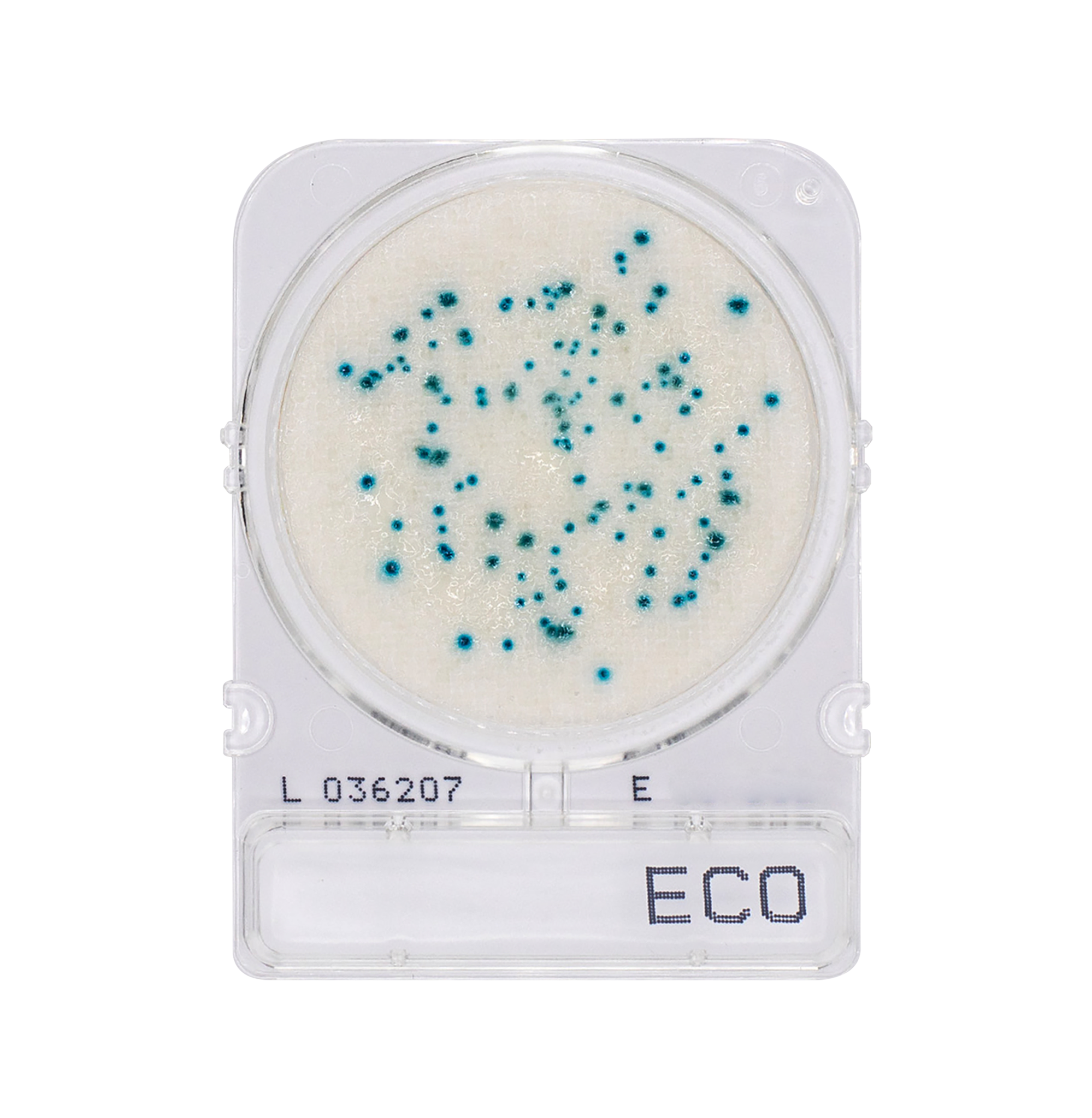 Compact Dry ECO | E. Coli
