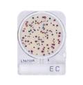 Compact Dry EC | E. Coli and Coliform