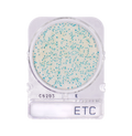 Compact Dry ETC | Enterococci