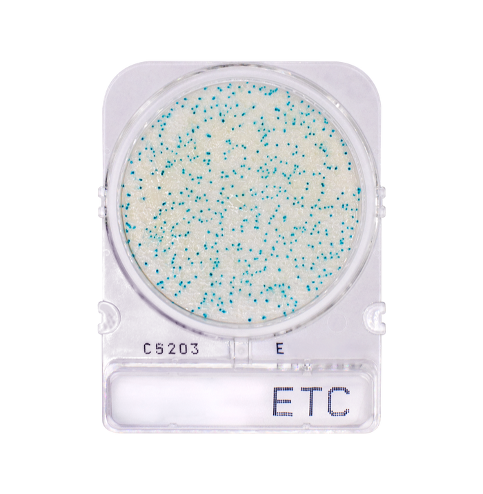 Compact Dry ETC | Enterococci