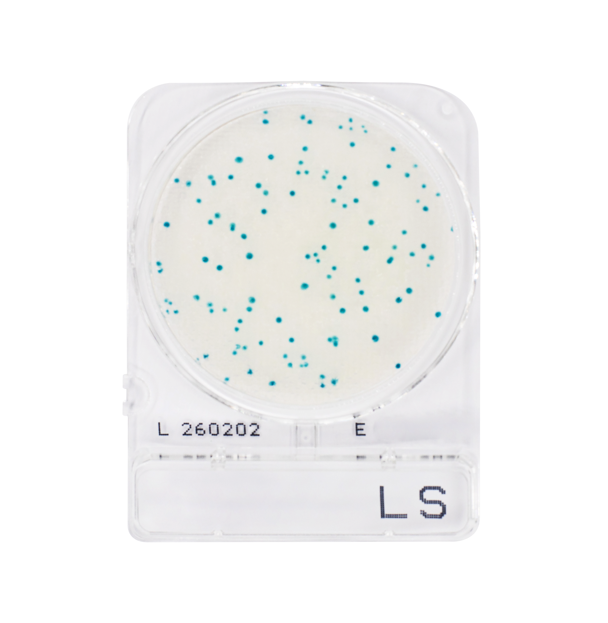 Compact Dry LS | Listeria spp