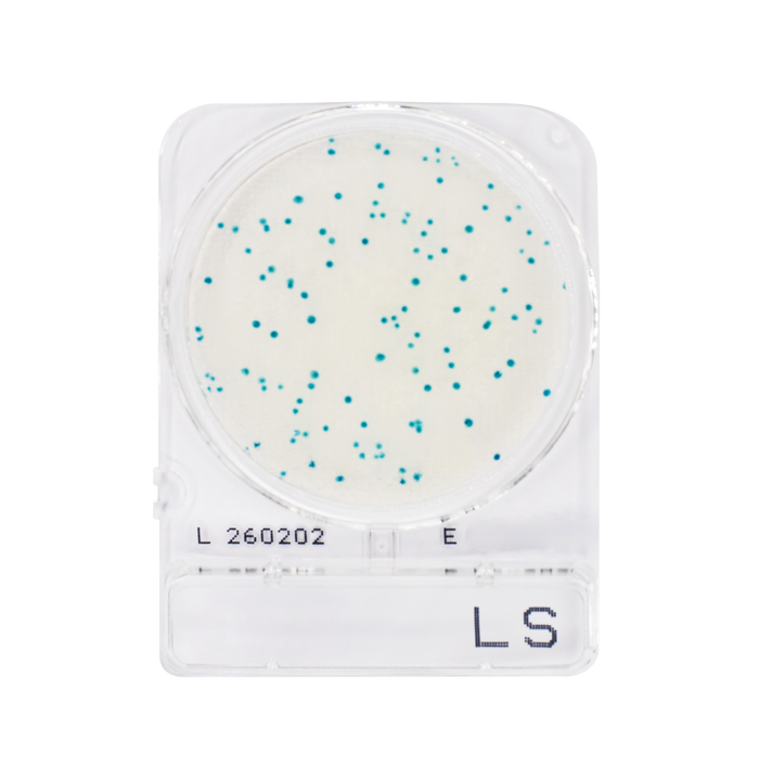 Compact Dry LS | Listeria spp