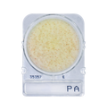 Compact Dry PA | Pseudomonas aeruginosa