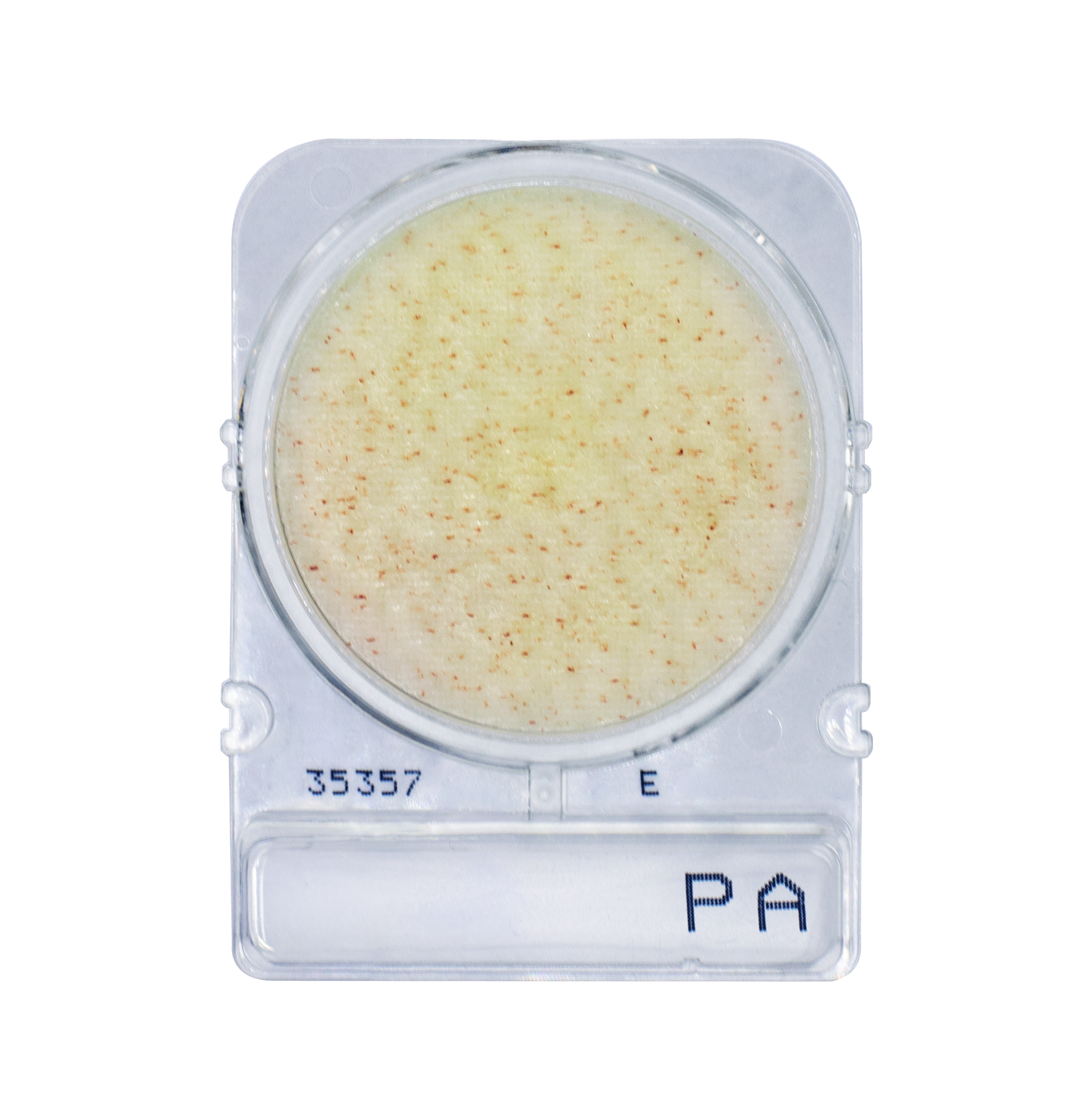 Compact Dry PA | Pseudomonas aeruginosa