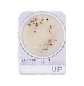 Compact Dry VP | Vibrio parahaemolyticus