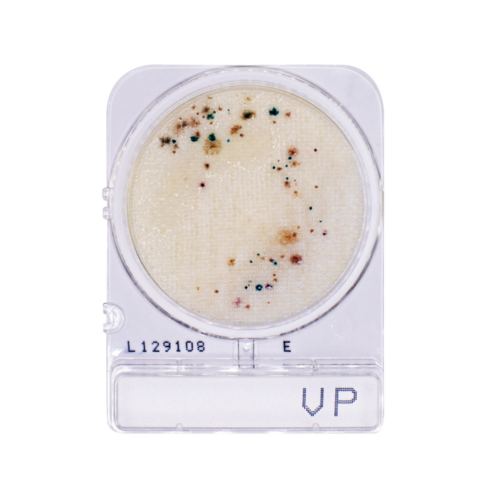 Compact Dry VP | Vibrio parahaemolyticus