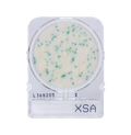 Compact Dry X-SA | Staphylococcus aureus
