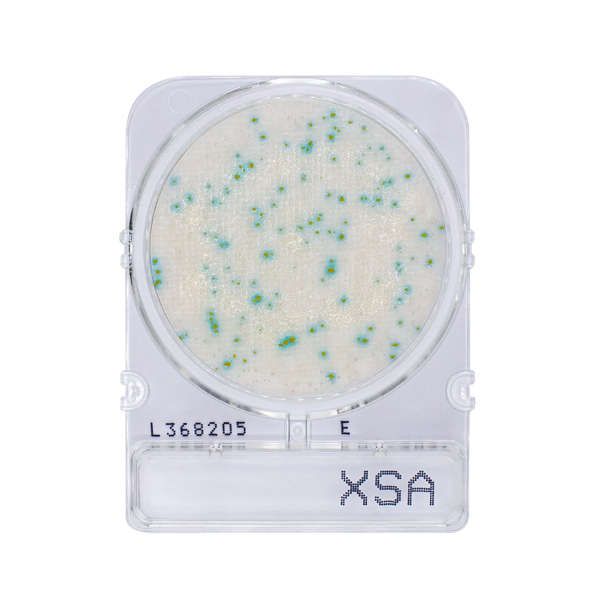 Compact Dry X-SA | Staphylococcus aureus