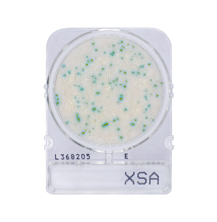 Compact Dry X-SA | Staphylococcus aureus