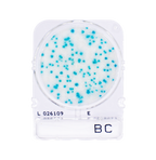 Compact Dry BC | Bacillus cerus