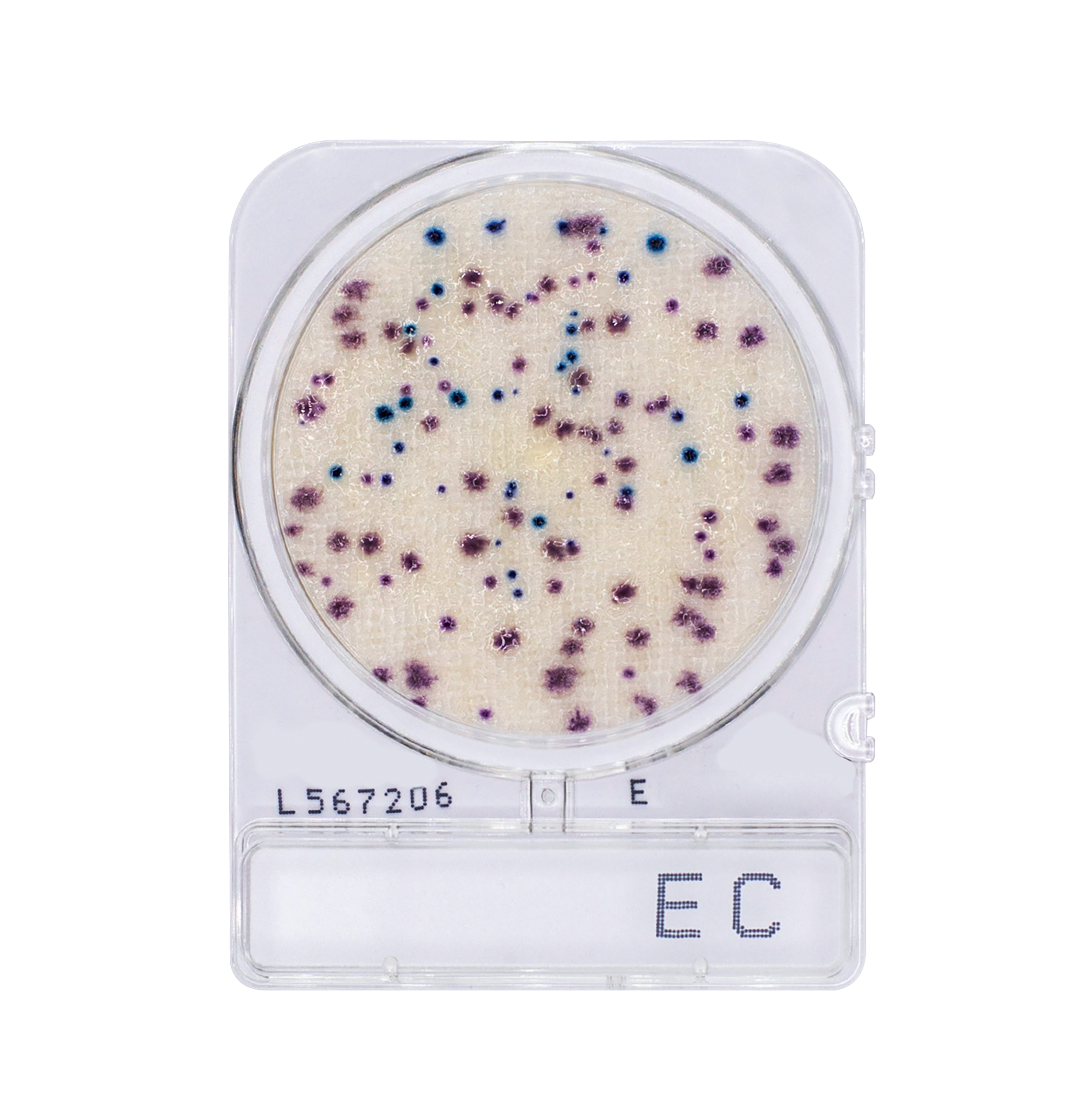 Compact Dry EC | E. Coli and Coliform