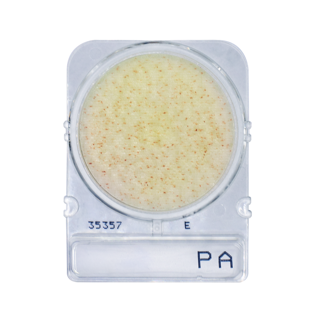 Compact Dry PA | Pseudomonas aeruginosa