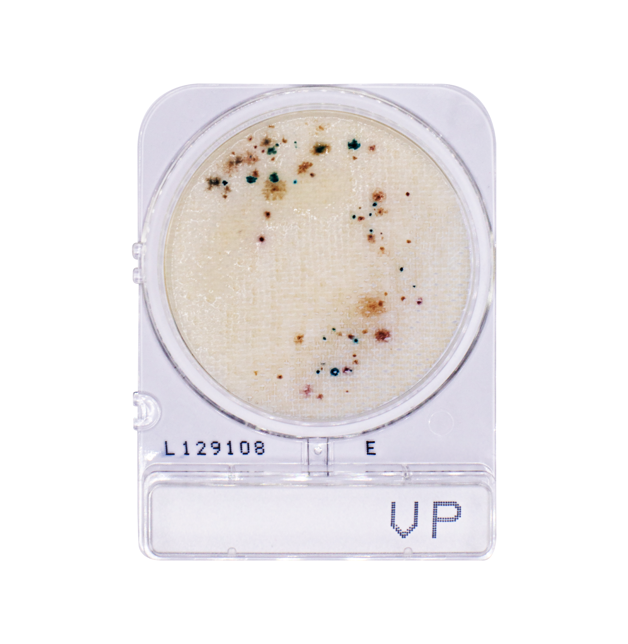 Compact Dry VP | Vibrio parahaemolyticus