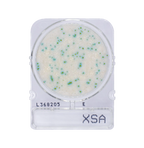 Compact Dry X-SA | Staphylococcus aureus